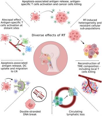 The immunogenic radiation and new players in immunotherapy and targeted therapy for head and neck cancer